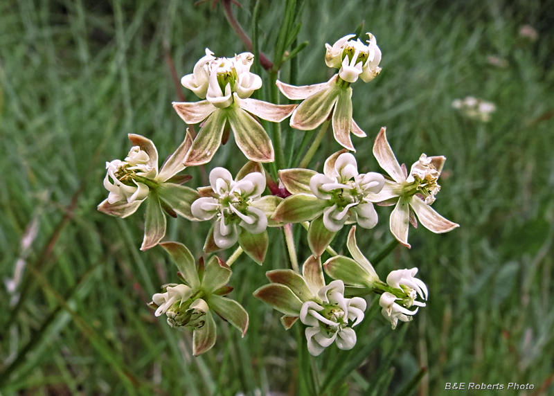 Whorled_Milkweed