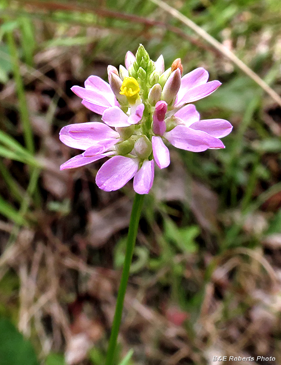 Polygala_curtissii