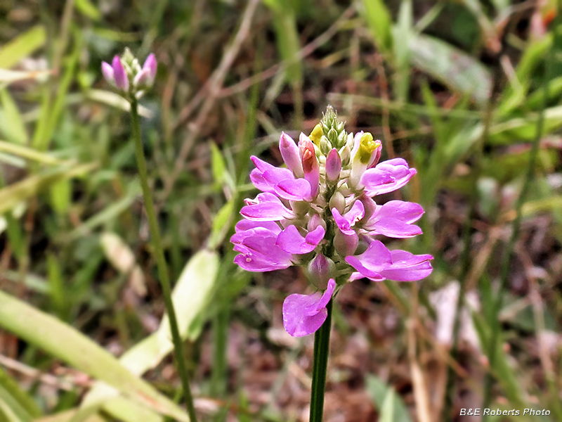 Polygala_curtissii