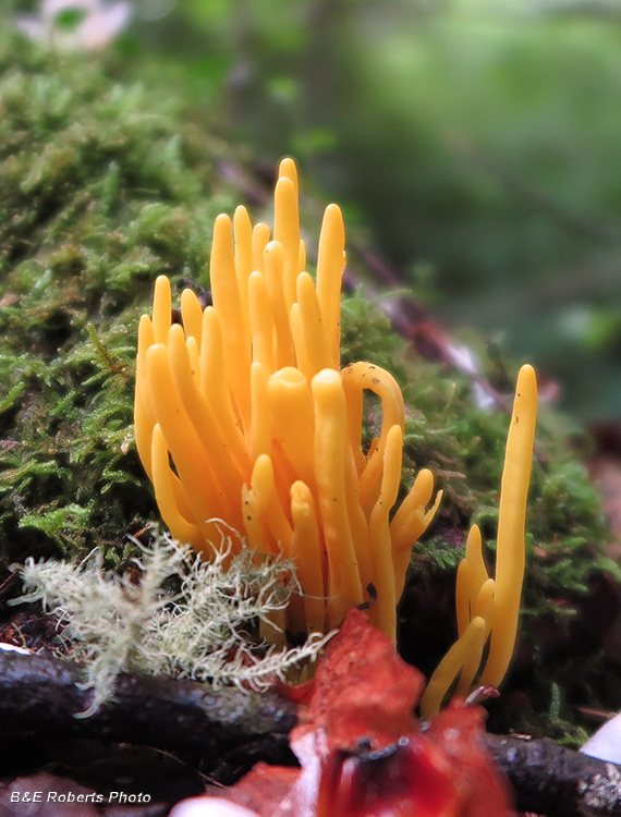 Coral_Fungus