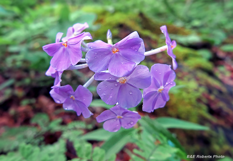 Phlox