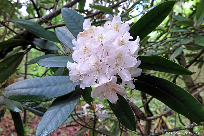 Rhododendron