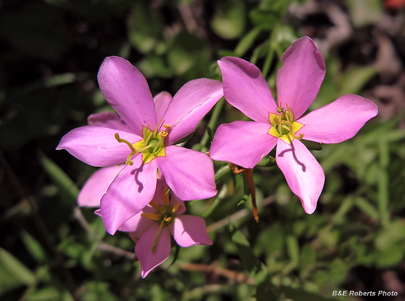 Sabatia