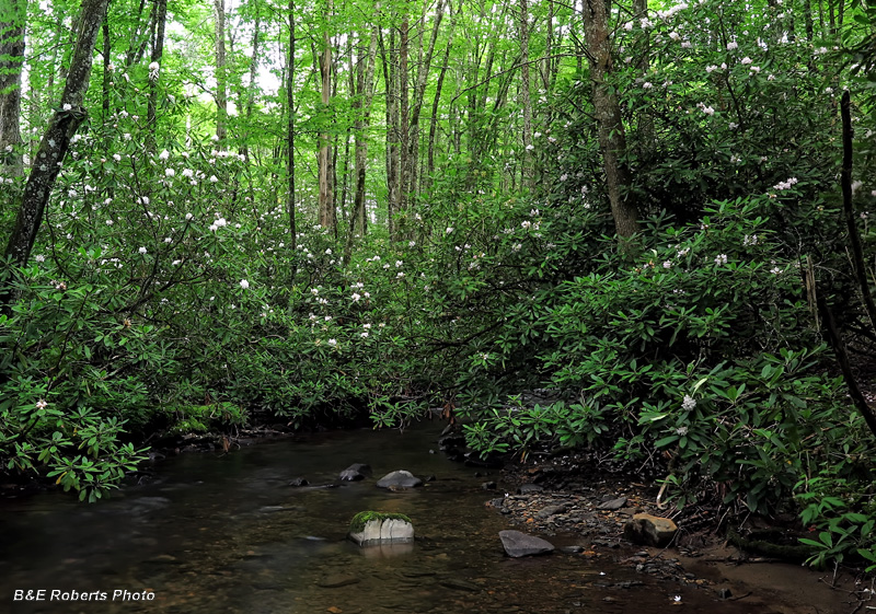 Buck_Creek_rhododenrons