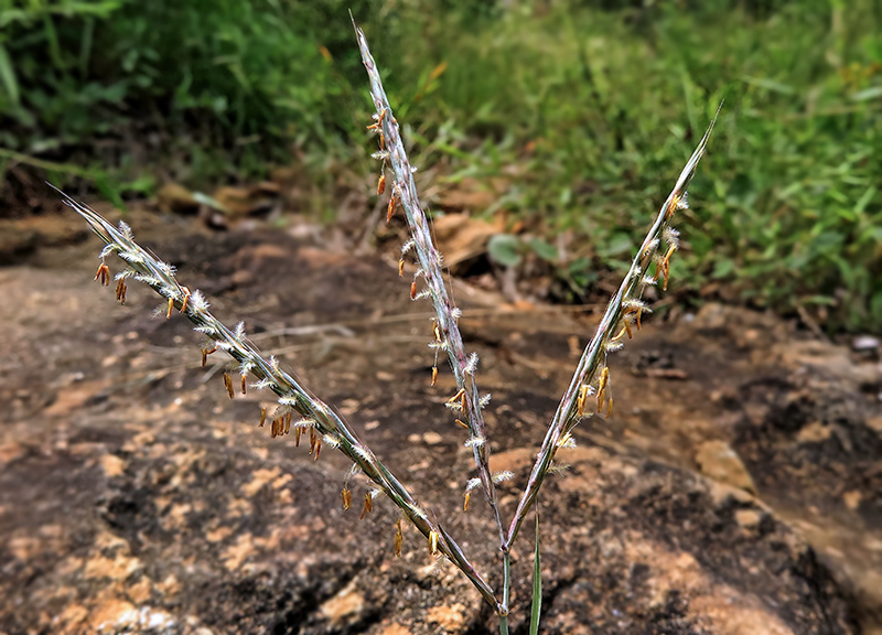 Big_Bluestem