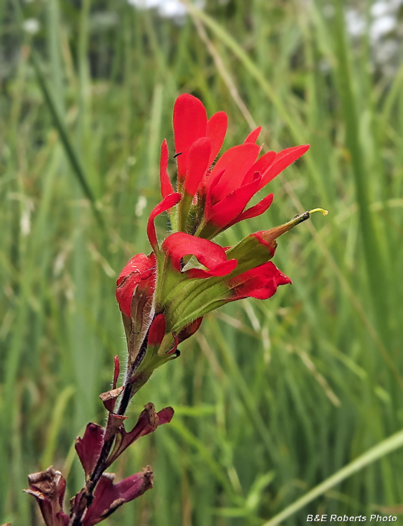 Indian_Paint_Brush