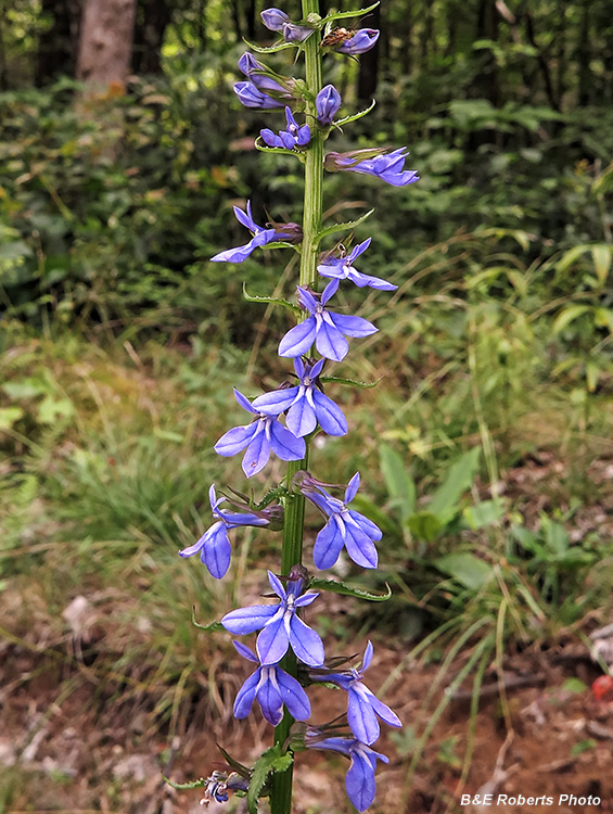 Lobelia