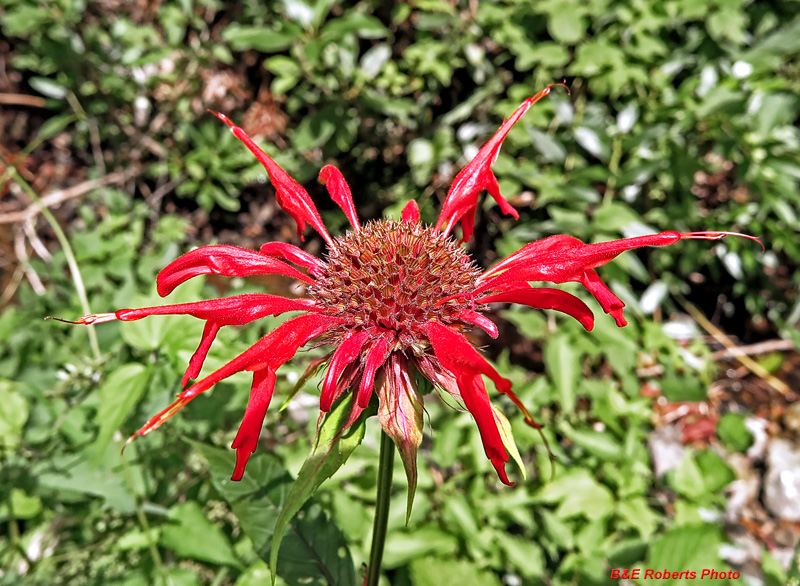 Bee_Balm