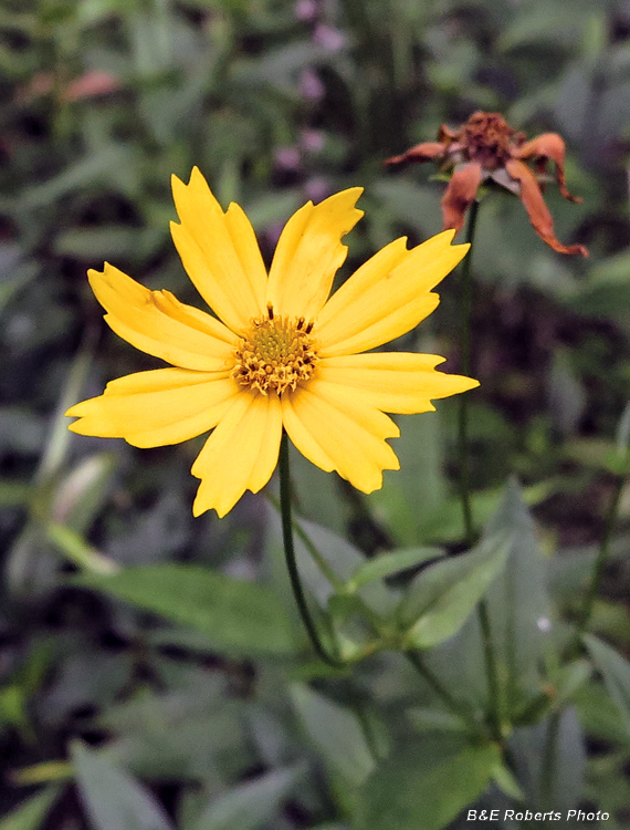 Large_flowered_Coreopsis