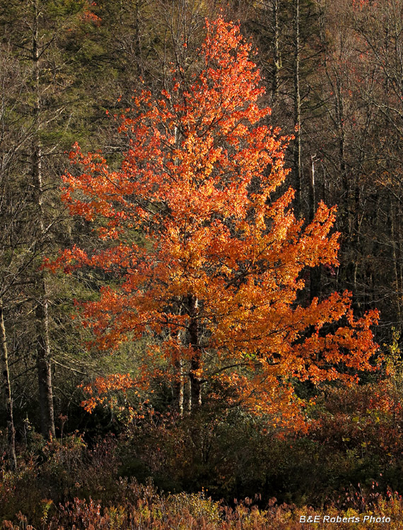 Orange_foliage