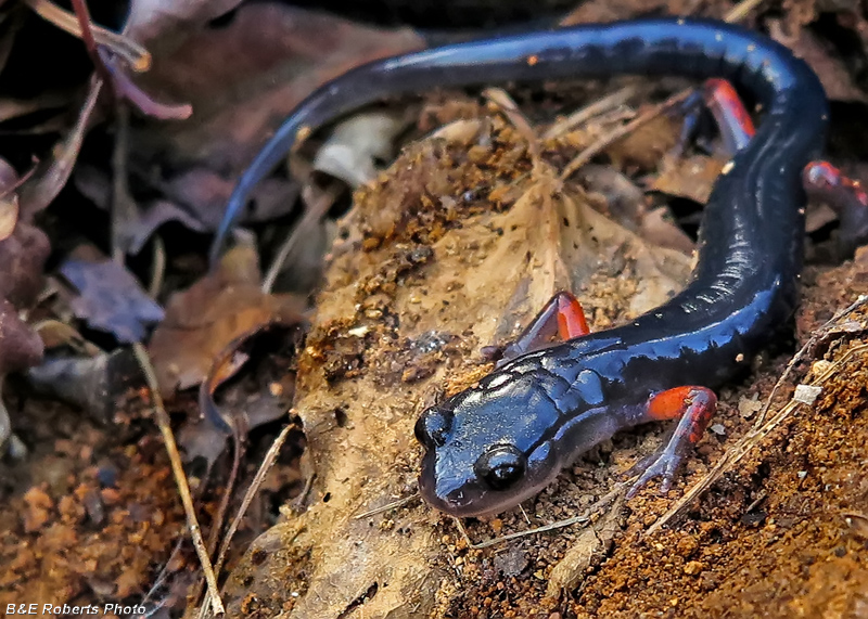 Red-legged_salamander