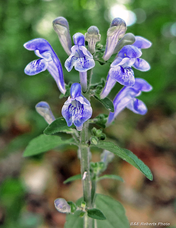 Skullcap