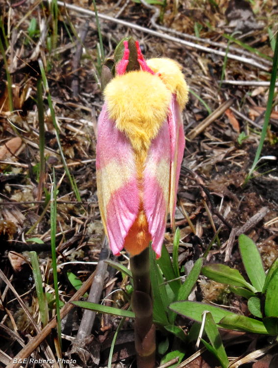 Rosy_Maple_Moth