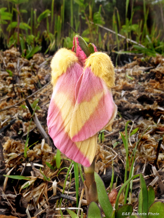 Rosy_Maple_Moths