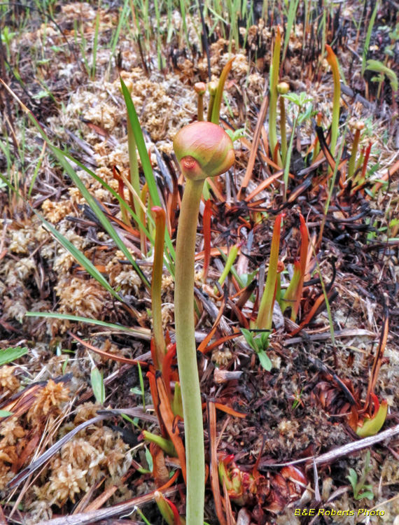 Emerging_Sarracenia