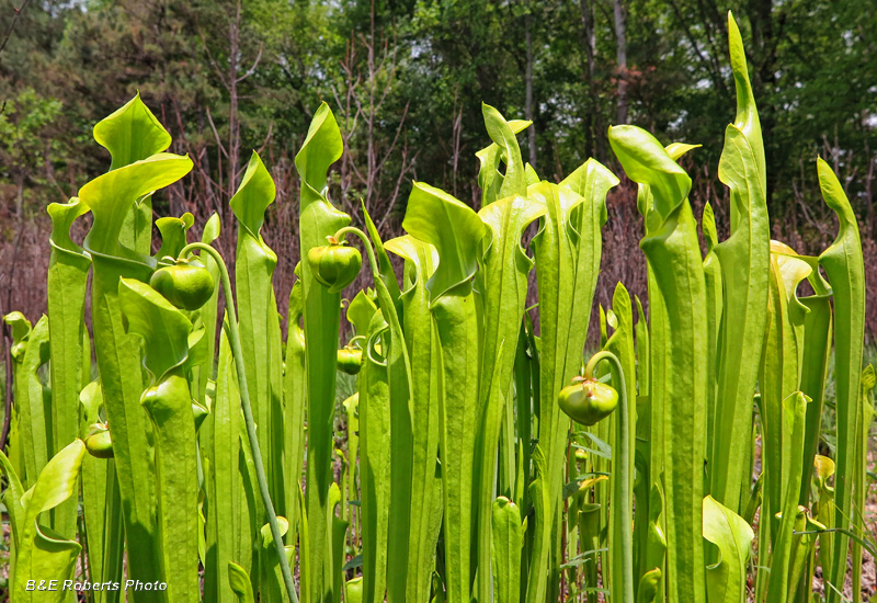 Sarracenia