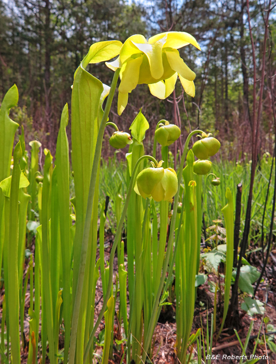 Sarracenia