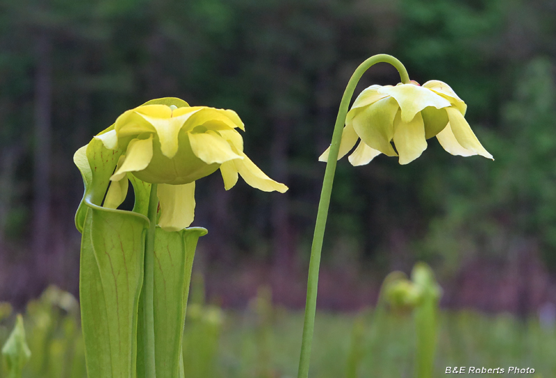 Sarracenia