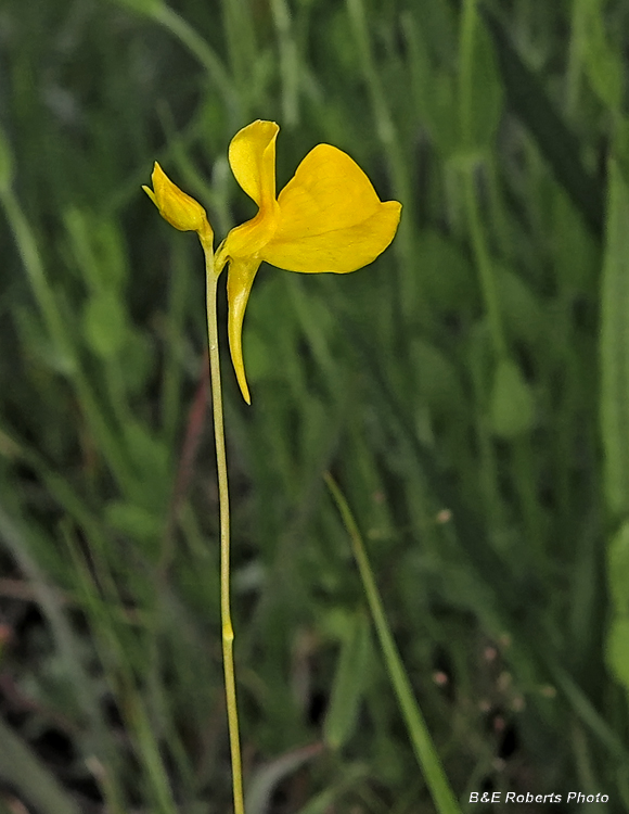 Horned_Bladderwort