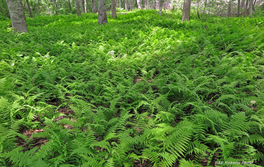 Ferns