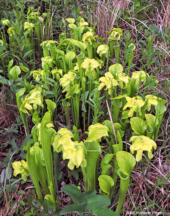 Sarracenia