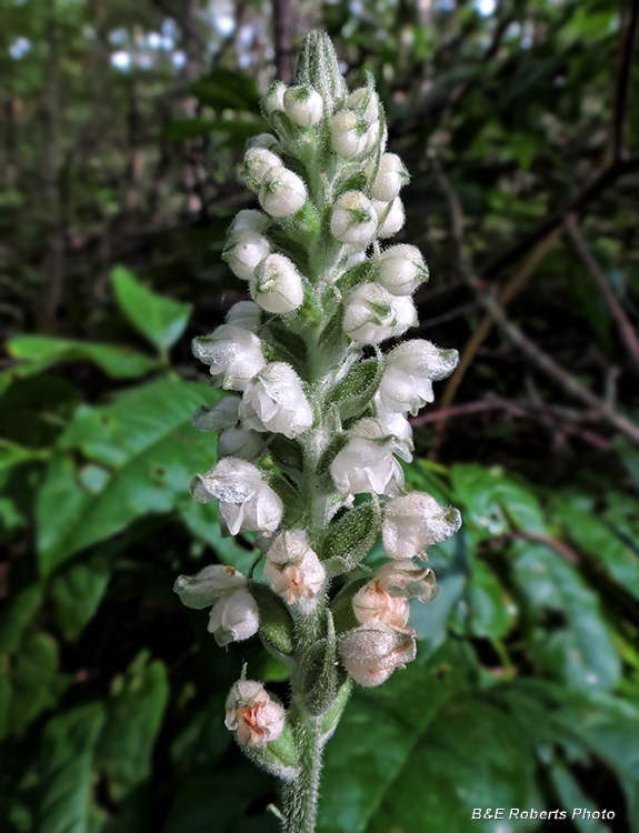 Rattlesnake_Plantain_orchid