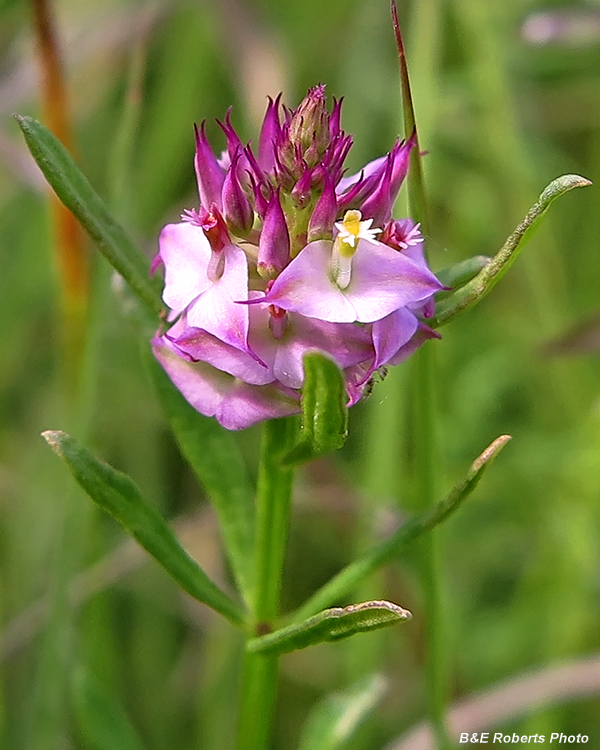 Crossleaf_Milkwort