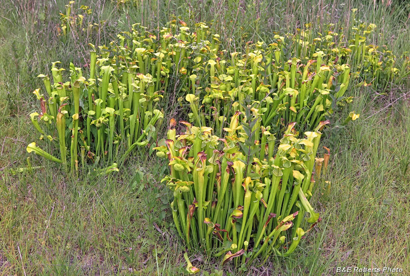 Sarracenia