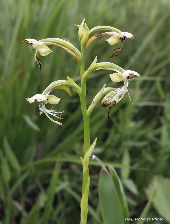 Ragged_Fringed_Orchid