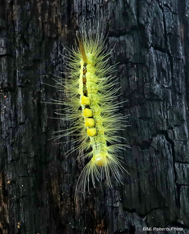 Definite_Tussock_Moth_Caterpillar
