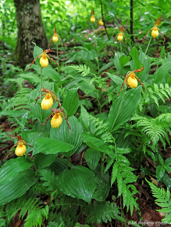 Yellow_Lady_Slippers