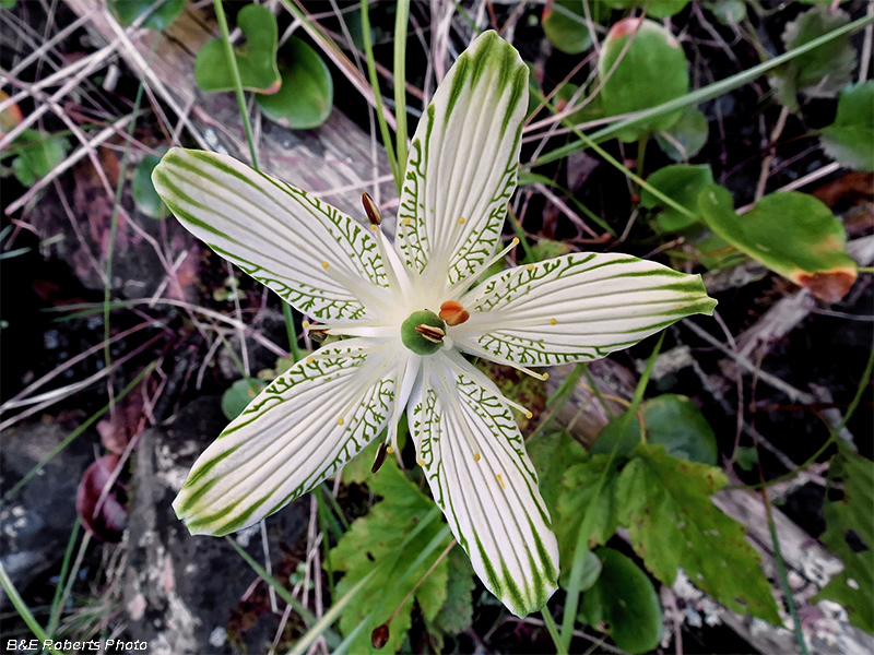 Parnassia_grandifolia