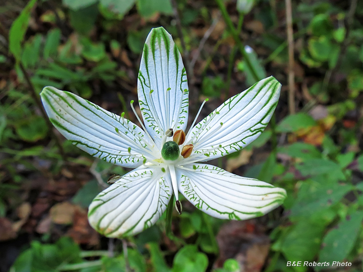 Parnassia-grandifolia