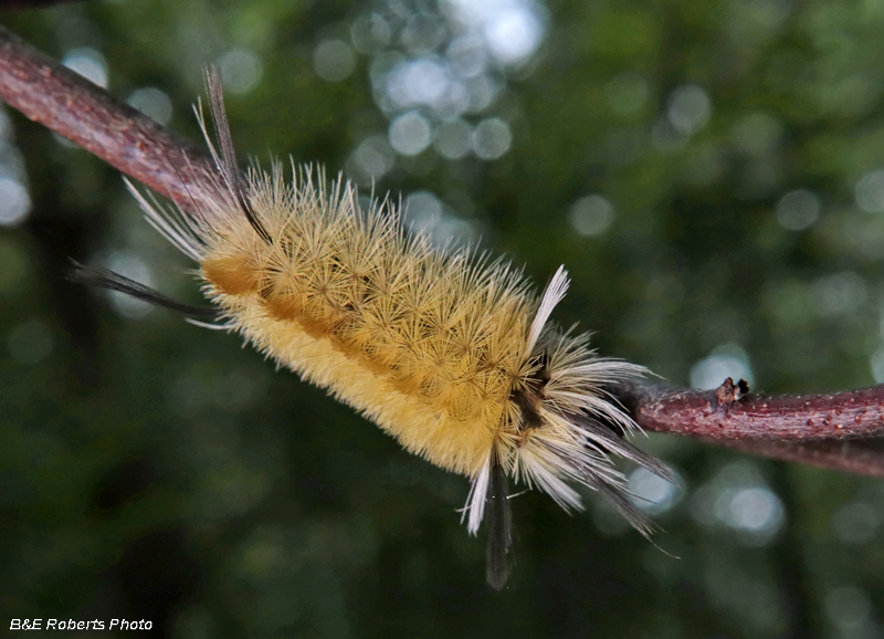 Banded_Tussock_Moth_caterpillar