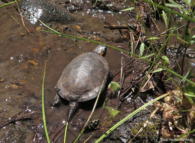 Male_turtle