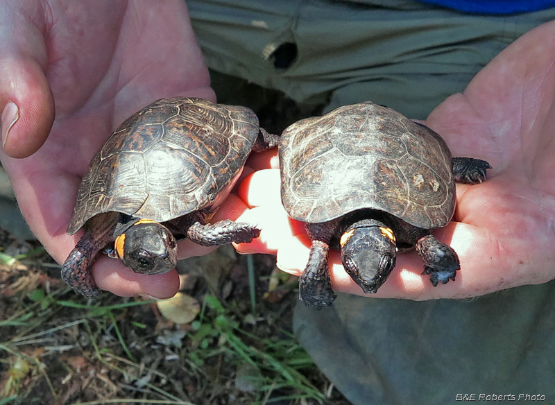 Turtle_pair