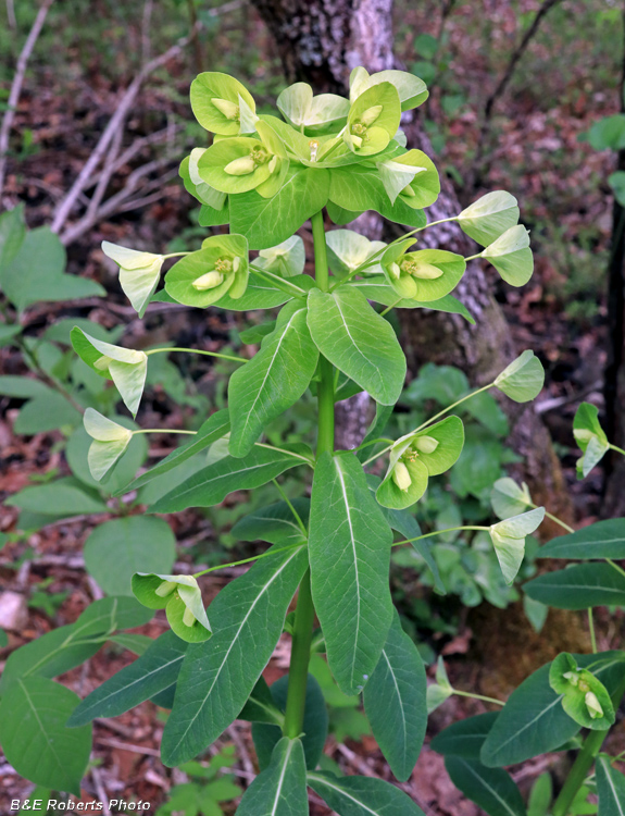 Euphorbia_purpurea
