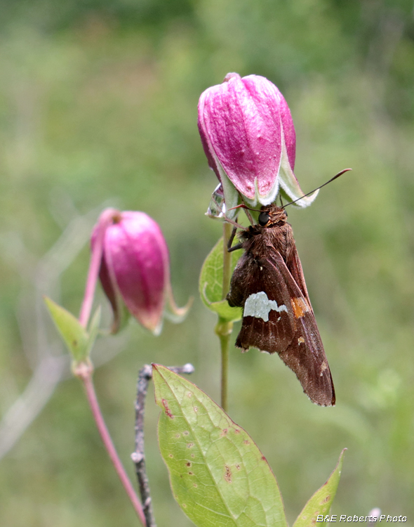 Clematis_viorna_with_Skipper