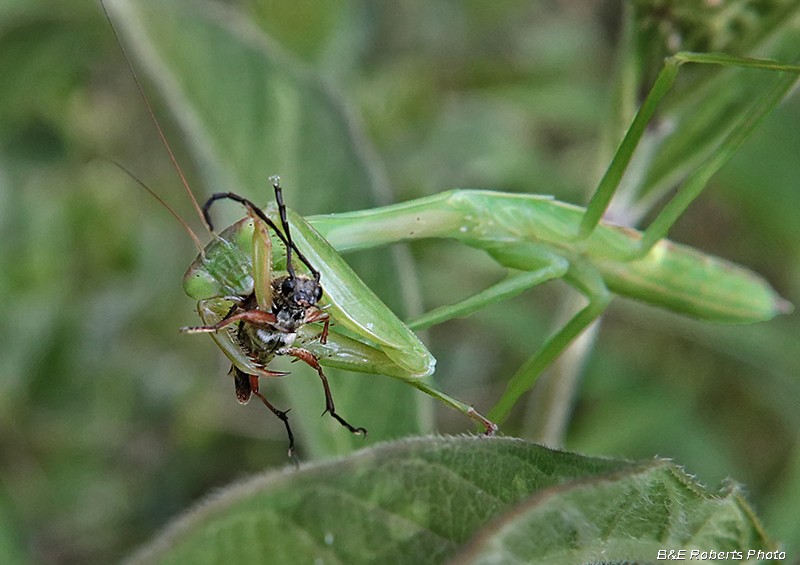 Mantid_eating_grasshopper