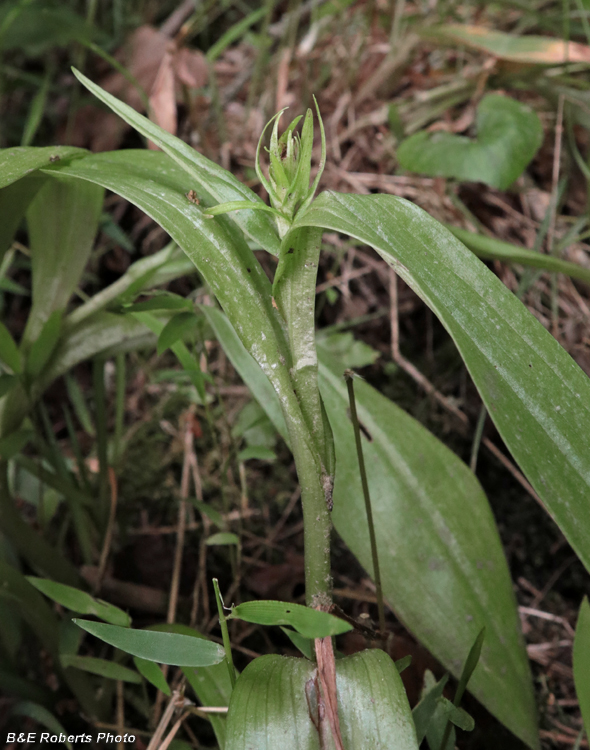 Platanthera_herbiola