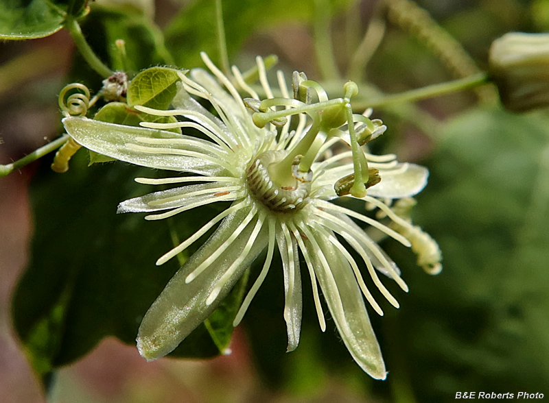 Passiflora_lutea