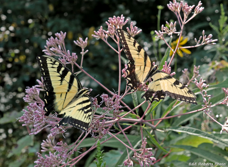 Eastern_Tiger_Swallowtails_male