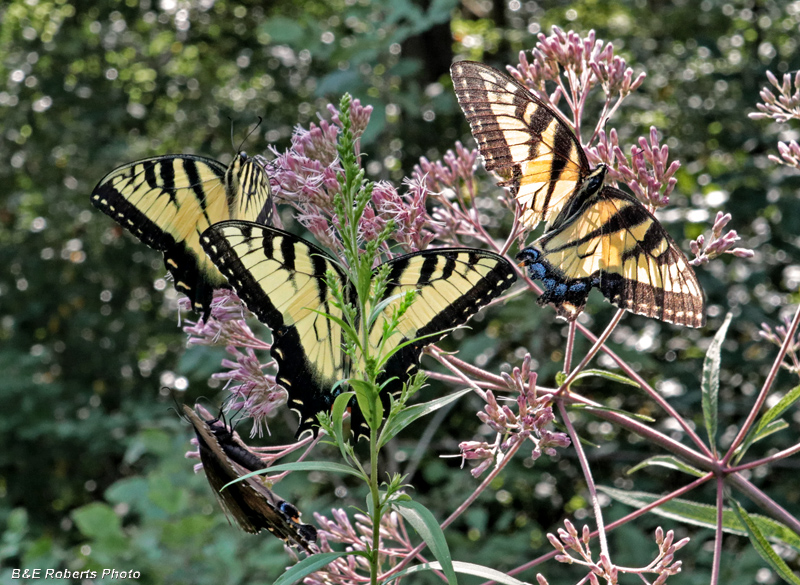 Eastern_Tiger_Swallowtails
