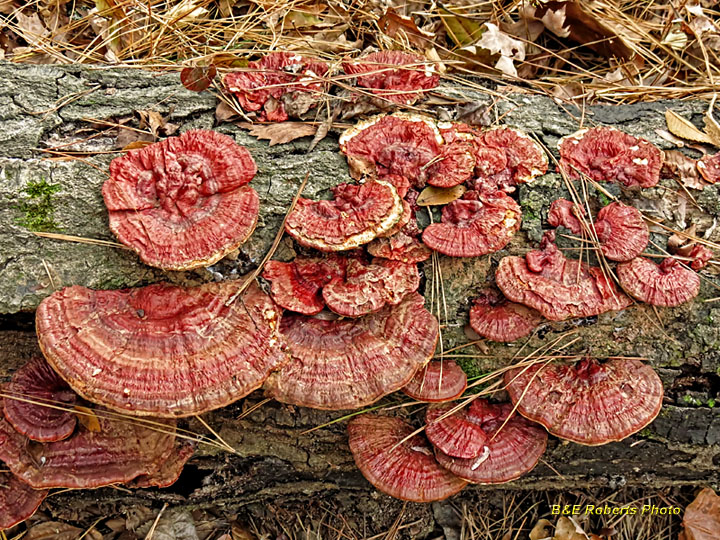 Red_polypore