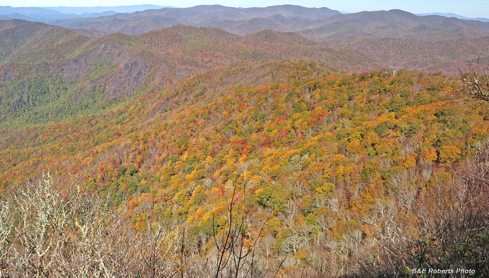 Foliage_view