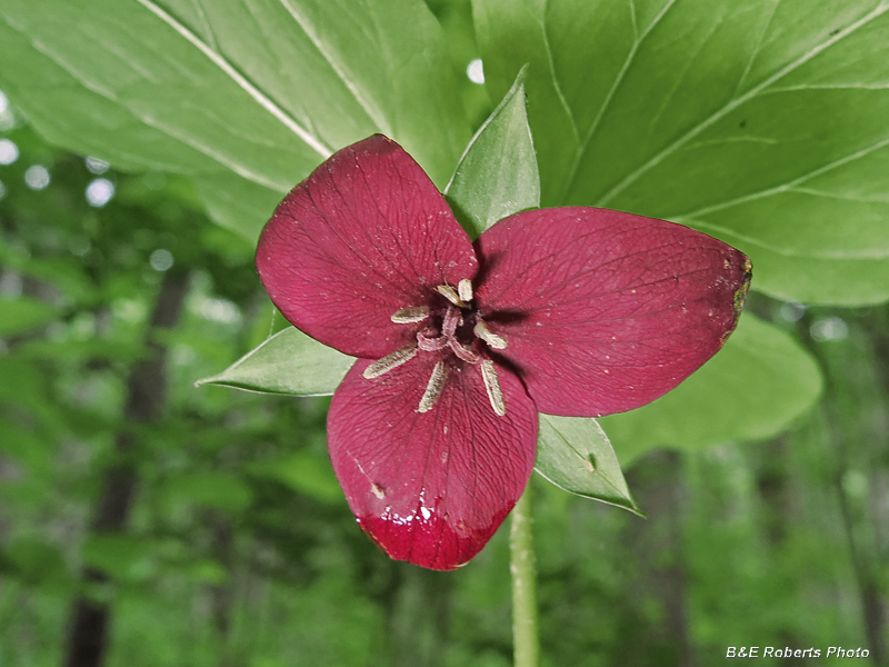 Trillium