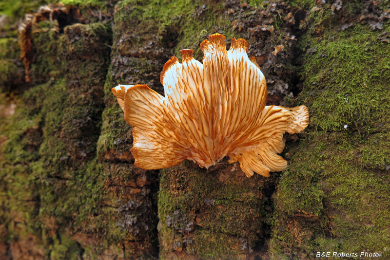 Tree_trunk_fungi
