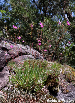 Outcrop_flowers