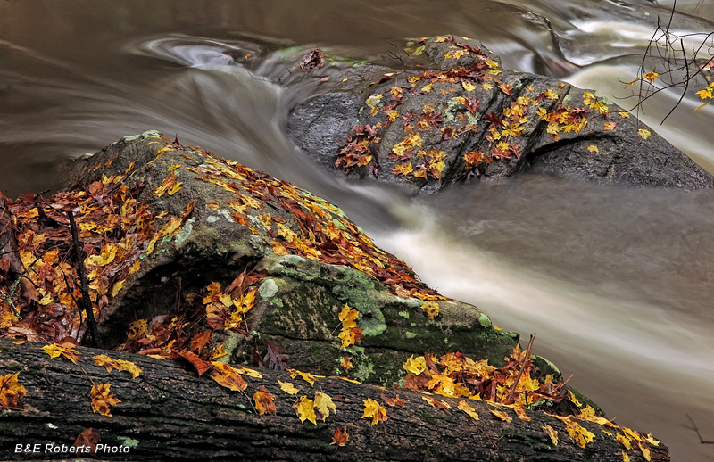 Creek_Rocks_Leaves