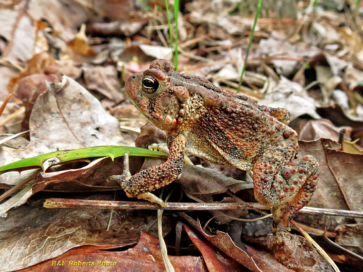 American_Toad